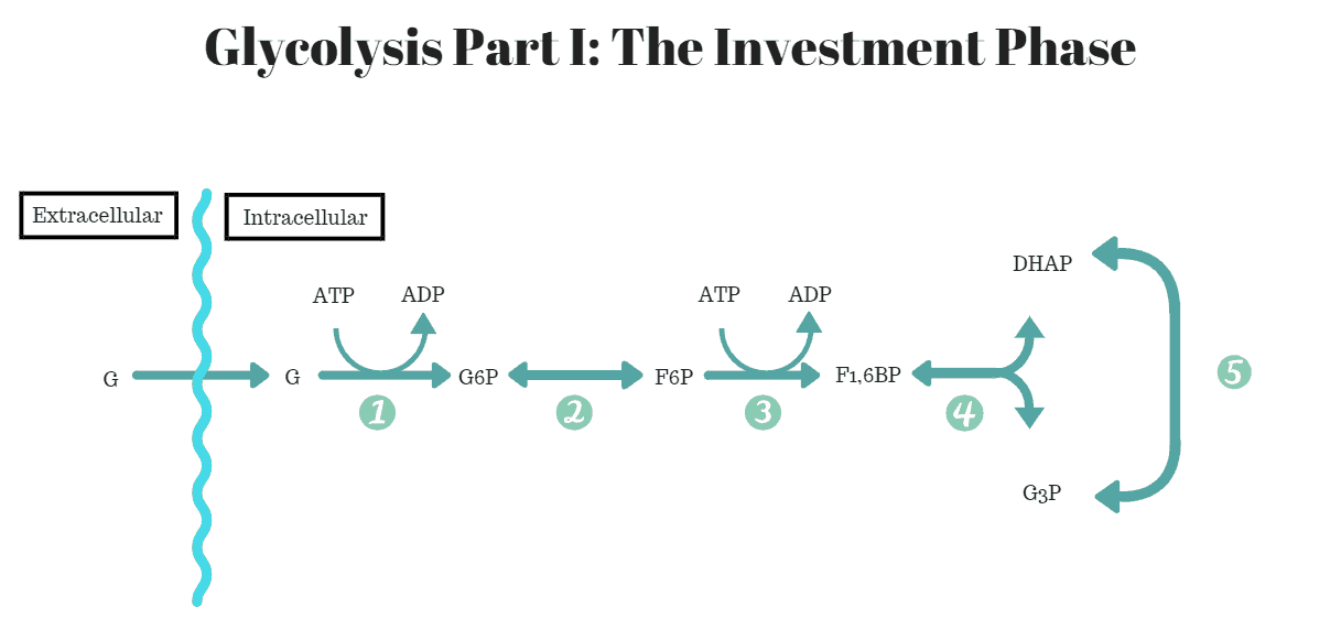 Glycolysis Part I The Investment Phase MCAT Self Prep